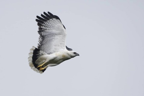 White Hawk (Pseudastur albicollis) flying, Napo, Ecuador