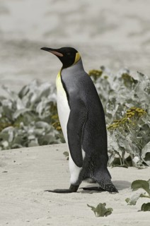 King Penguin (Aptenodytes patagonicus), Falkland Islands