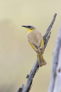 Grey-headed Honeyeater (Ptilotula keartlandi) perched on a branch, Queensland, Australia