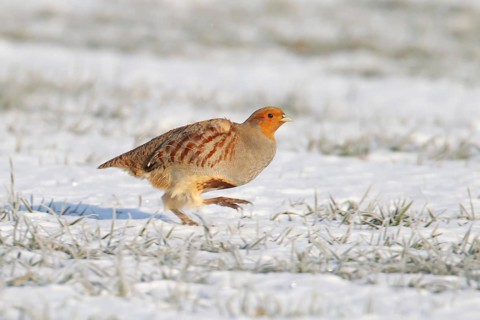 Grey or English or Hungarian partridge (Perdix perdix) adult game bird running on snow in a