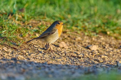 A robin sits in the sunlight on a gravel path with green grass in the background, robin (Erithacus