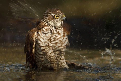 Eurasian Sparrowhawk (Accipiter nisus), Netherlands