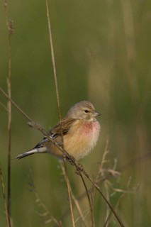 Common Linnet (Linaria cannabina) male, Lower Saxony, Germany
