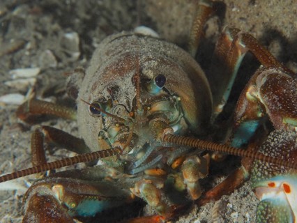Close-up of signal crayfish (Pacifastacus leniusculus), American crayfish, invasive species,