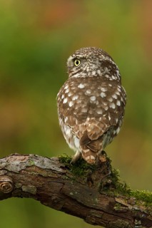 Little Owl (Athene noctua), Utrecht, Netherlands