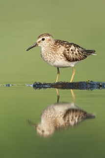 Least Sandpiper (Calidris minutilla), Texas, USA