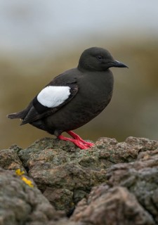 Black Guillemot (Cepphus grylle) perched on a rock, Iceland