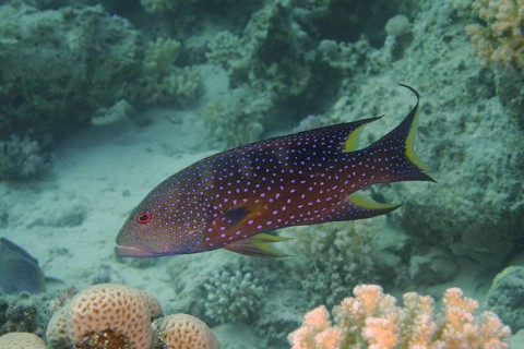 Crescent moon jewelled perch (Variola louti)