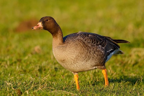 Greater White-fronted Goose (Anser albifrons) juvenile, North Rhine-Westphalia, Germany