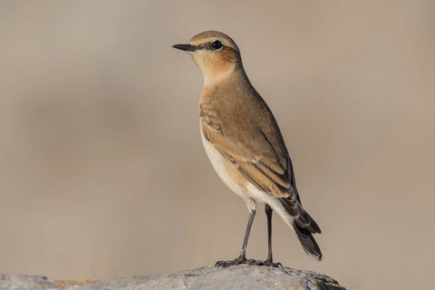 Northern Wheatear (Oenanthe oenanthe) juvenile, Wales, United Kingdom