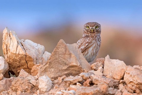 Little owl, Athene noctua, Israel