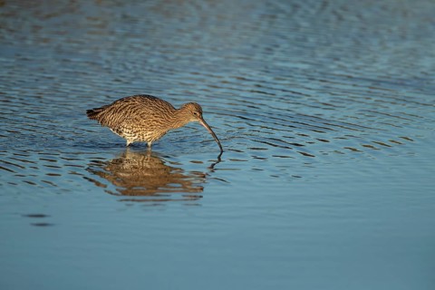 Eurasian curlew (Numenius arquata) adult wading bird in a harbour searching for food, Norfolk,