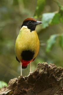 Noisy Pitta (Pitta versicolor), New South Wales, Australia