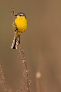 Sykes Wagtail - Schafstelze - Motacilla flava ssp. beema, Russia, adult male
