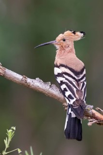 Eurasian Hoopoe (Upupa epops) perched on a branch, Hungary