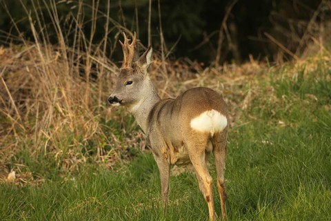 Roe deer (Capreolus capreolus) six-antlered buck in winter coat at the edge of a forest, Lower