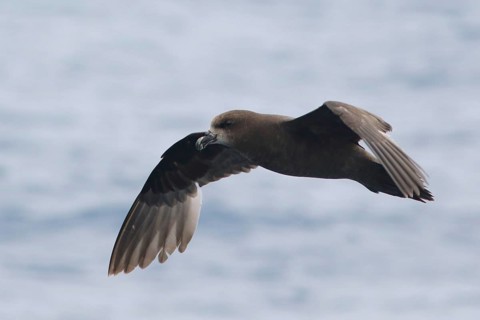 Great-winged Petrel (Pterodroma gouldi) flying, Victoria, Australia
