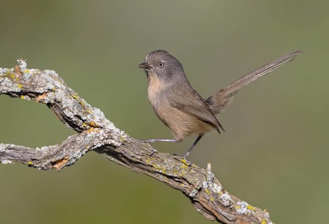 Wrentit (Chamaea fasciata) - Charmlee Park, Malibu California