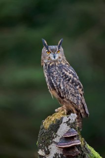 Eurasian Eagle-owl (Bubo bubo) Bavaria, Germany