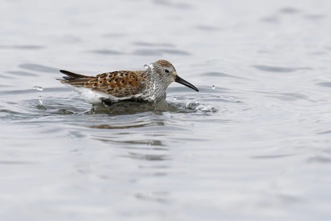 Dunlin (Calidris alpina) bathing, Hortobagy, Hungary