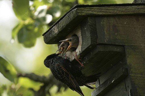 Common Starling (Sturnus vulgaris) juvenile, Lower Saxony, Germany