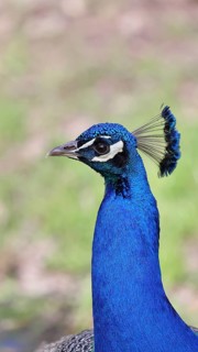 Indian peafowl (Pavo scalloped ribbonfish), portrait, captive, North Rhine-Westphalia, Germany
