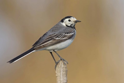 White wagtail, (Motacilla alba), animals, bird, songbird, family of wagtails and pipits, biotope,