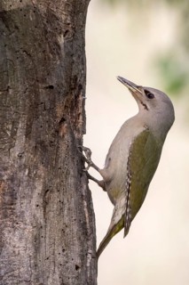Grey-headed Woodpecker (Picus canus) female climbing up tree, Romania