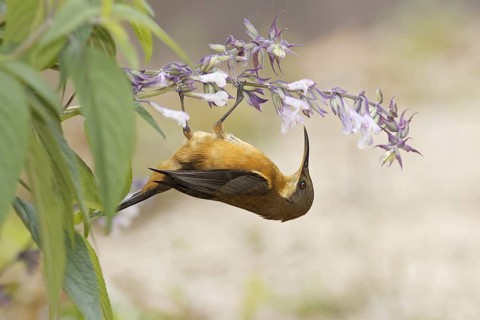 Eastern Spinebill (Acanthorhynchus tenuirostris) juvenile, Victoria, Australia