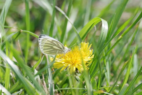 Rape white butterfly (Pieris napi), dandelion, nectar, spring, colourful, The butterfly sits hidden