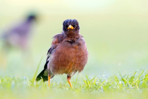 Shepherd's mynah, (Acridotheres tristis), animals, birds, perch, biotope, habitat, foraging Muscat,