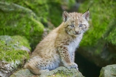 Eurasian lynx (Lynx lynx) youngster (cub) sitting on a rock in a forest, Bavaria, Germany