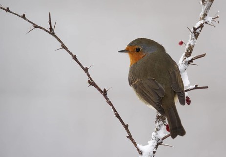 European Robin (Erithacus rubecula), Mecklenburg-Western Pomerania, Germany