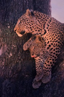 Leopard, with young, 6 months, old, Panthera pardus, Botswana, Botswana, Botswana