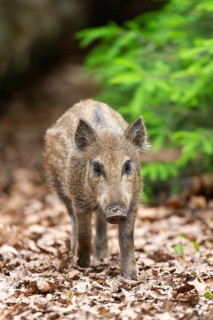 Wild boar (Sus scrofa) piglet walking in a forest, Bavaria, Germany