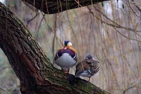 Sleeping mandarin ducks, winter, Germany