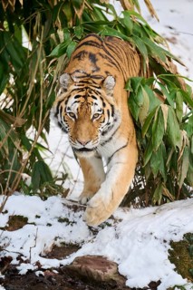 Siberian tiger (Panthera tigris altaica) walking through the bushes in winter, captive, Germany