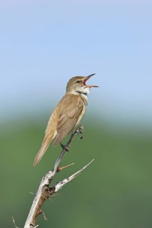 Great Reed Warbler (Acrocephalus arundinaceus) with open beak, singing, twittering, sitting on a