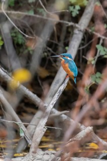 A vibrant kingfisher sits poised on a branch amid a blurred natural forest backdrop, showcasing its