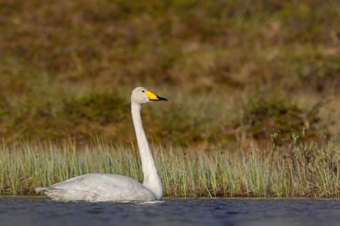 Whooper Swan, (Cygnus cygnus), Animals, Birds, Swans, Duck family, Varanger, Finnmark, Norway
