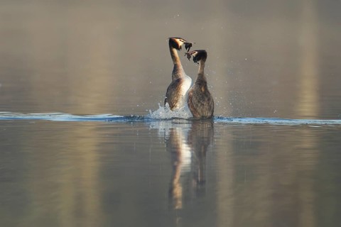 Great crested grebe (Podiceps cristatus) two adult birds performing their love courtship display