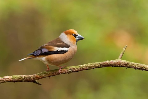 Hawfinch (Coccothraustes coccothraustes) female, Utrecht, Netherlands