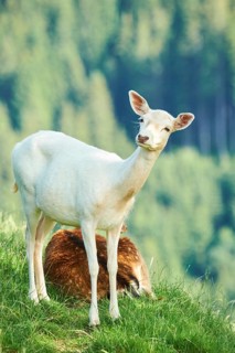 European fallow deer (Dama dama) doe standing on a meadow, Kitzbühel, Wildpark Aurach, Austria