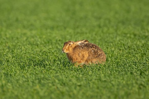 European brown hare (Lepus europaeus) adult animal in a farmland cereal field in springtime,