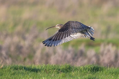 Eurasian Curlew (Numenius arquata) male flying, North Rhine-Westpalia, Germany