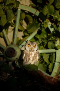 Southern White-faced Owl (Ptilopsis granti) captive, Germany