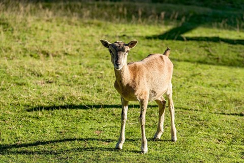 European mouflon (Ovis gmelini musimon), mouflon deer, female standing in a meadow in the evening