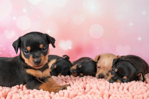 A litter of one-month-old Toy Terrier puppies cuddle together on a plush pink surface. This studio