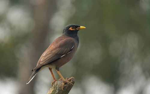 A Common Myna (Acridotheres tristis), Sreepur, Gazipur, Bangladesh