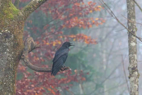 A common raven (Corvus corax) perches on a dead branch at the edge of a forest on a dull and foggy
